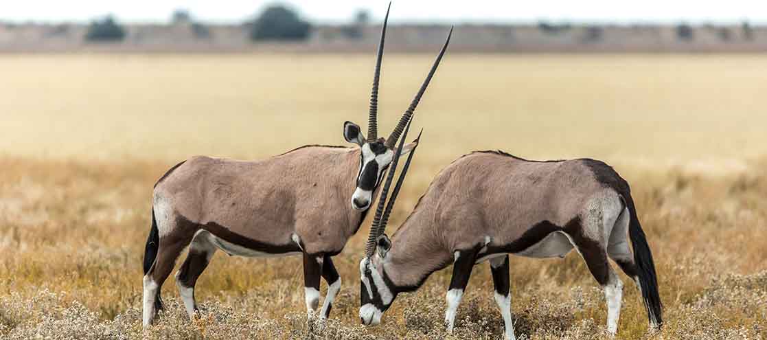 The Central Kalahari Game Reserve (CKGR)